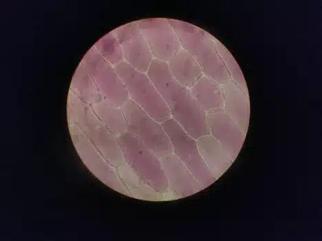 HBOT for anti-ageing London