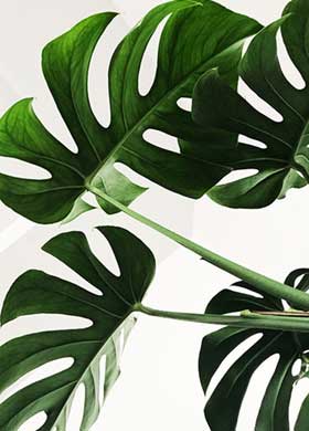 Large plant leafs against a white wall at float spa in London