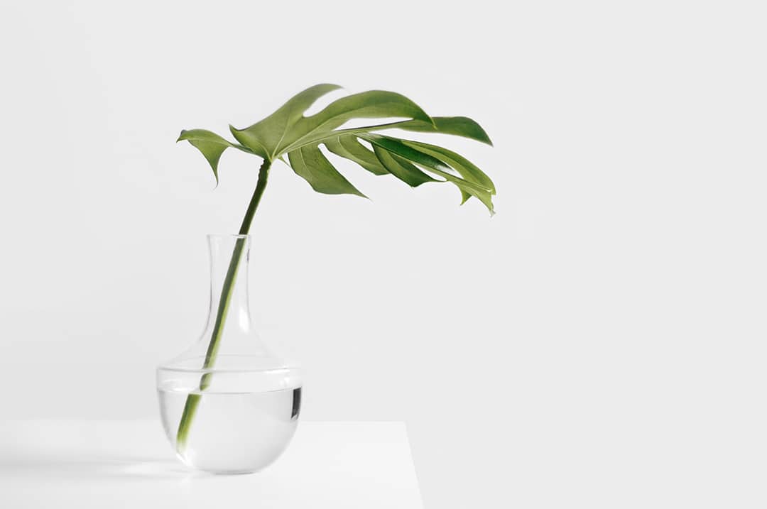 Small green leaf plant in vase on white table at float therapy spa in London